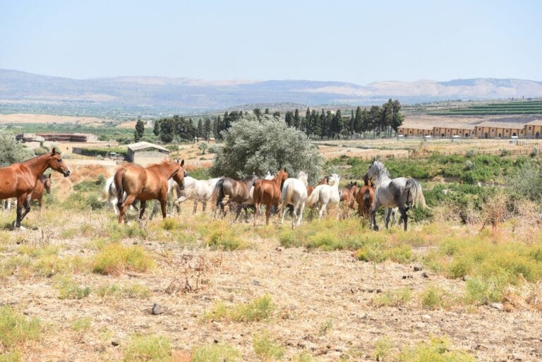 La cultura equestre dell’Istituto di Incremento Ippico per la Sicilia